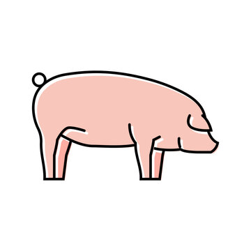 landrace pig breed color icon vector. landrace pig breed sign. isolated symbol illustration