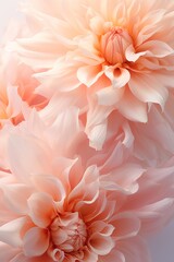 Chrysanthemum background in Peach Fuzz Elegance color