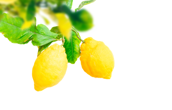 Lemons branches isolated on transparent  background 
