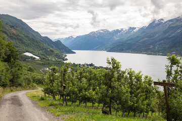 Apple plantation in Lofthus in Norway