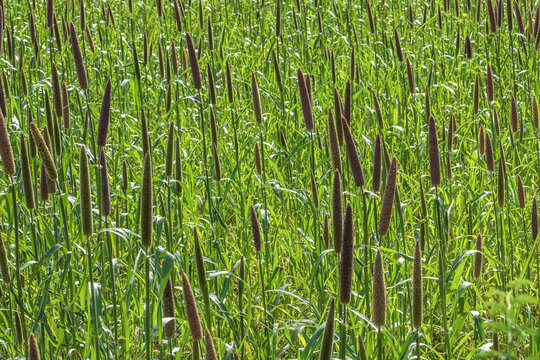 Pearl millet (Pennisetum glaucum) or Bajra green plant in a farm, Madhya Pradesh, India.
