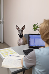 Veterinarian woman with a patient dog breed Whippet. Emotion of the veterinary clinic.