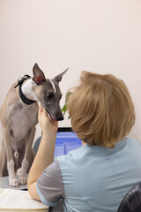 A female veterinarian checks the condition of a Whippet dog standing with its paws on a table