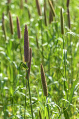 Pearl millet (Pennisetum glaucum) or Bajra green plant in a farm, Madhya Pradesh, India.
