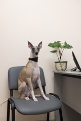 Whippet is sitting on a chair in the doctor's office leaning on his front paws. Emotion of the...