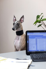 A Whippet dog on a chair looks thoughtfully to the side in the doctor's office. Emotion of the...