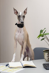 The serious look of a Whippet dog standing on a chair and resting its front paws on a table in the...
