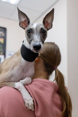 The hostess holds a Whippet on her shoulder in the veterinarian's office