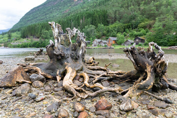 Roots at a fjord lake in Norway, Kinsarvik