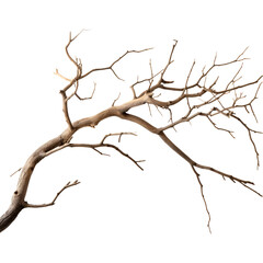 Fototapeta na wymiar Dry tree branch isolated on transparent background