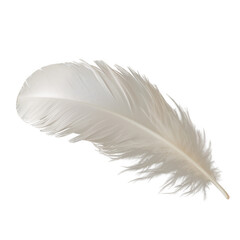 feather isolated on transparent background