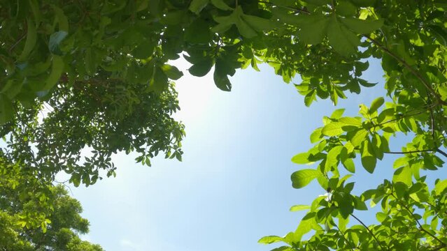 Looking up at the tree. Green leafs is the frame of the blue sky on a bright day.