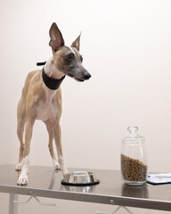 A whippet stands on a metal table in an animal hospital with. There is a bowl and a jar of dry food...