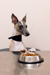 Portrait of Whippet dog sitting in front of a bowl of food at a table with a suspicious look