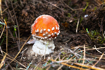 Poisonous mushroom fly agaric in the forest on the ground with a ladybug on it. Amanita in the forest, with a red hat and white spots on it.