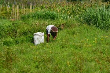 photo of livestock looking for grass for animal feed