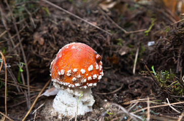 Poisonous mushroom fly agaric in the forest on the ground with a ladybug on it. Amanita in the forest, with a red hat and white spots on it.