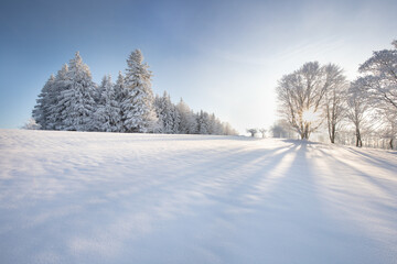 Incredible winter landscape with snowcapped trees under bright sunny light in frosty morning. Amazing nature scenery in winter mountain valley. Awesome natural Background. Christmas time Universal use