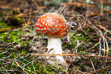 Poisonous mushroom fly agaric in the forest on the ground with a ladybug on it. Amanita in the forest, with a red hat and white spots on it.