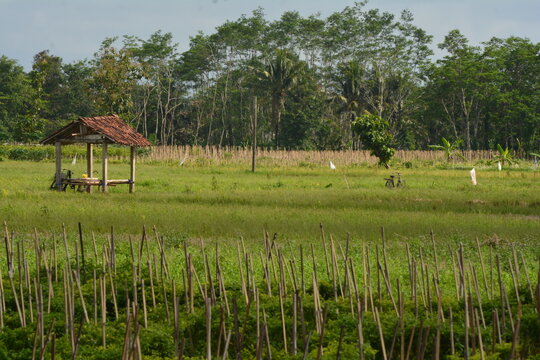 background photo of huts and rice fields