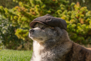 portrait sérré d'un chien akita en extérieur habillé d'une casquette en cuire
