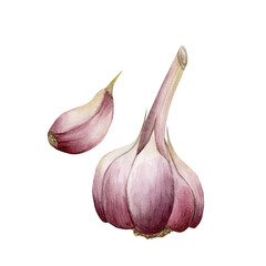 Garlic, whole with clove of garlic, white purple vegetable. Watercolor illustration hand painted isolated on white