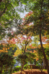 紅葉が深まる晩秋。赤黄色緑のグラデーションと太陽の光。