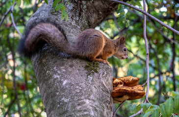 A squirrel sits on a tree trunk in the forest on a summer day.