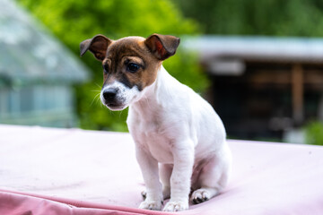 A Jack Russell dog in close-up on the street.