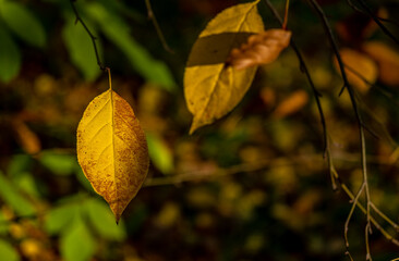 Yellow autumn leaves on a tree branch in close-up.
