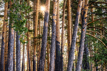 The sun shines through the trunks of the pines in the forest. The forest is illuminated by the sun .