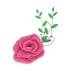 Fototapeta premium pink rose