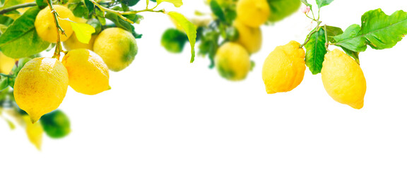 Lemons branches isolated on transparent  background 