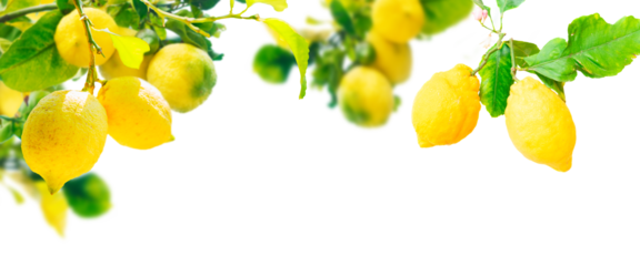 Lemons branches isolated on transparent  background 
