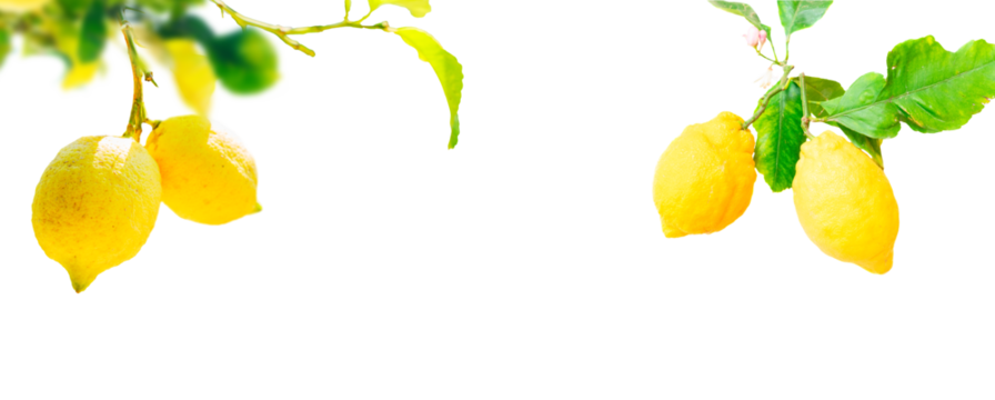 Lemons branches isolated on transparent  background 