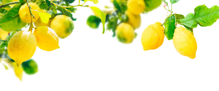 Lemons branches isolated on transparent  background 