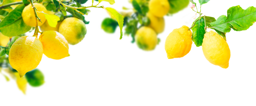 Lemons branches isolated on transparent background