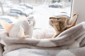 Cute oriental shorthair tabby kitten and white oriental cat looking out the window on the winter...