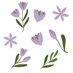 vector purple crocus flower set vector