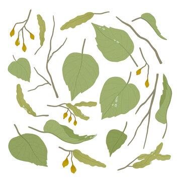 tilia leaves on transparent background
