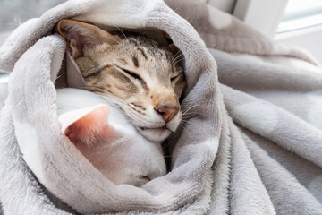 Cute oriental shorthair white cat and little tabby kitten hiding from the cold in a gray blanket.