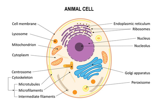 Animal cell. Diagram. Animal cell organelles.