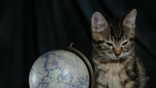 Funny cat sits next to a globe in virtual style. The kitten yawns and bites the hump, the hand spins the globe. learning and travel concept. Funny pets, 4k