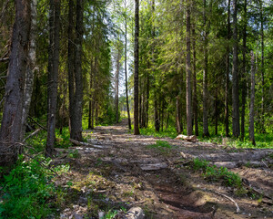 For example, a section of road through a swampy area lined with felled trees leads to a logging site.
