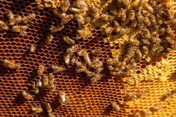 Working bees on the brown honeycomb with sweet honey..