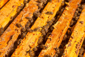 Open hive showing the bees swarming on a honeycomb..