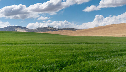Fototapeta premium green grass agricultural field and blue sky horizon sand mountains