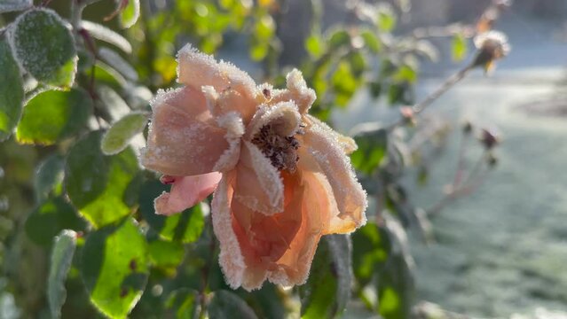 Peach Rose with Frosty Veil in the Morning Sunshine