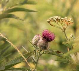 paysage avec un décor champêtre avec une fleur de chardon mauve au centre