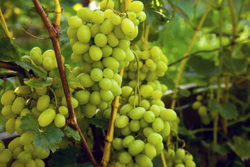 Bunch of green grapes in the garden.